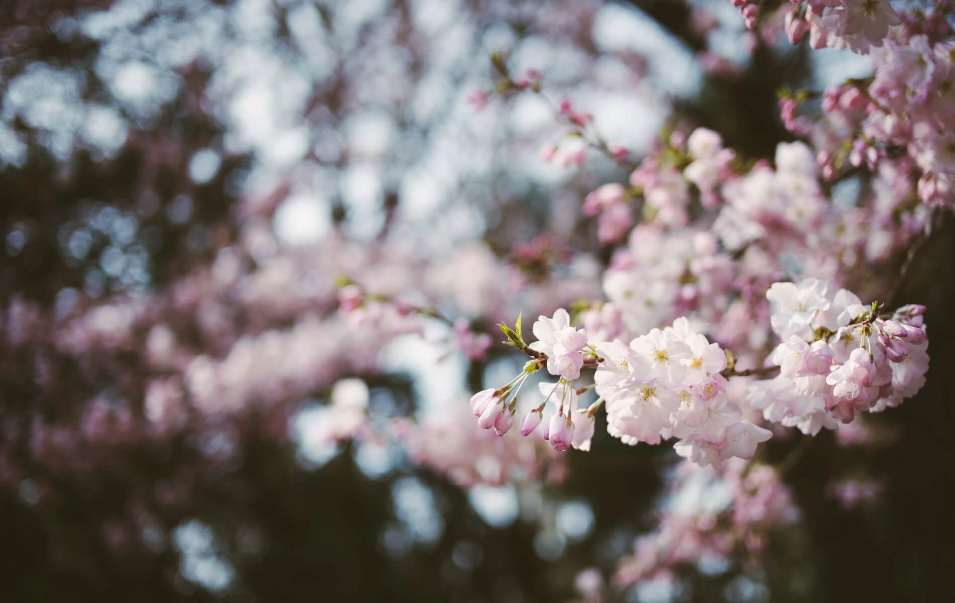 a tree filled with lots of pink flowers.