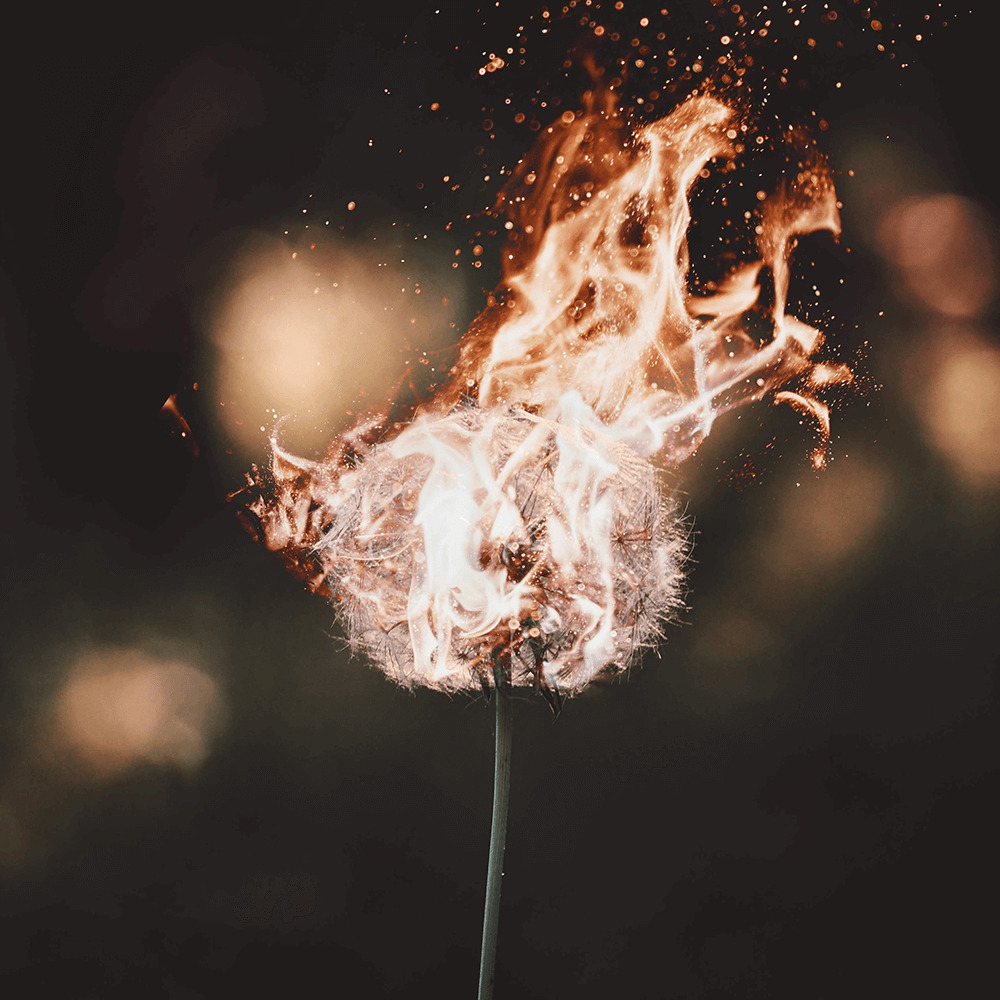 representation of pain with an image of a dandelion on fire