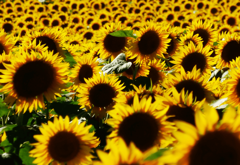 a large field of yellow sunflowers with green leaves.