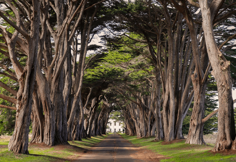 a dirt road surrounded by trees and grass.